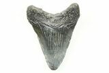 Juvenile Megalodon Tooth - South Carolina #196096-1